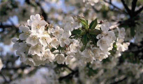 Comunicados Sociedad