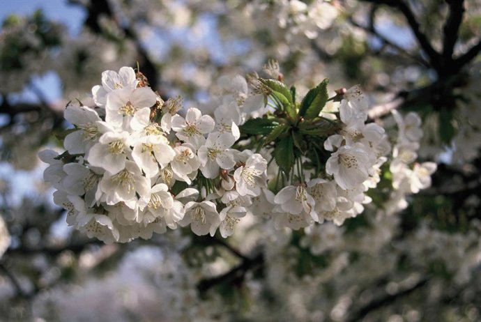 Más de dos millones de cerezos del Valle del Jerte ya están en flor y las primeras cerezas llegarán en 40 días