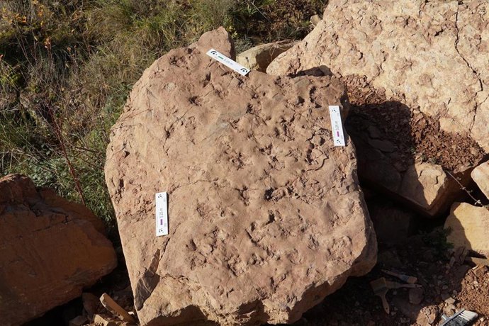 Detalles del bloque donde las icnitas se observarn en su superficie.