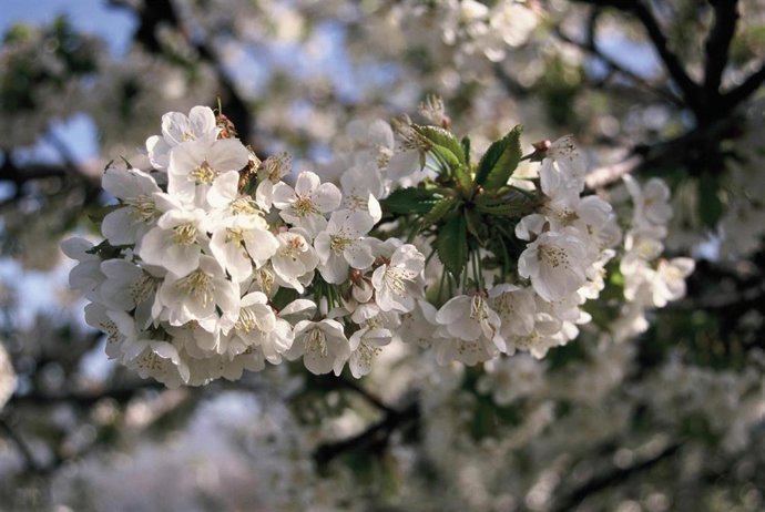 Más de dos millones de cerezos del Valle del Jerte ya están en flor y las primeras cerezas llegarán en 40 días