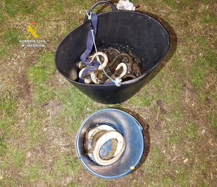 La Guardia Civil interviene ejemplares de anguila europea pescados de manera ilegal en l'Albufera