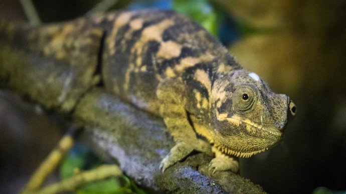 BIOPARC Valencia recibe un nuevo grupo del fascinante camaleón pantera