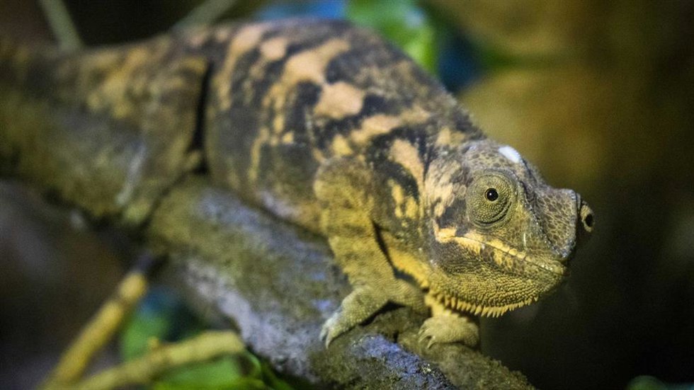 BIOPARC Valencia recibe un nuevo grupo del fascinante camaleón pantera