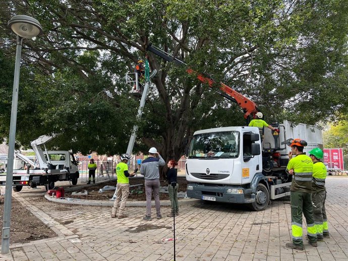 Recuperación de Ficus del Parque Rectora Rosario Valpuesta