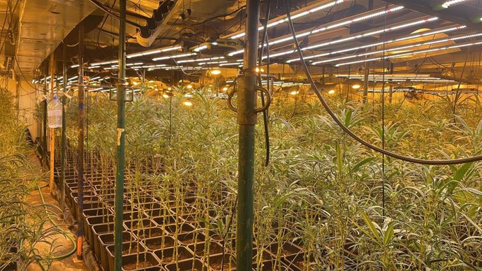 El cultiu de 2.600 plantes de marihuana a Caldes de Montbui (Barcelona)