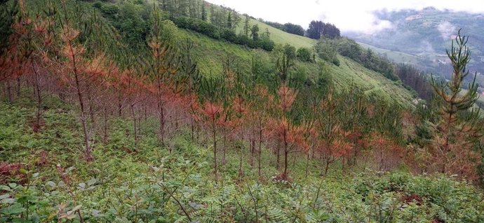 Albiztur (Gipuzkoa) acogerá el primer bosque laboratorio de Euskadi para regenerar bosques de coníferas