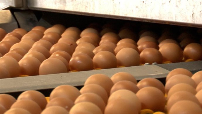 Huevos del Grupo Avícola Rujamar.