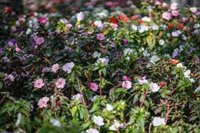 La vacunación entre los alérgicos sube más de un 17% desde 2022 y se sitúa ya en las 5.569 dosis suministradas al año