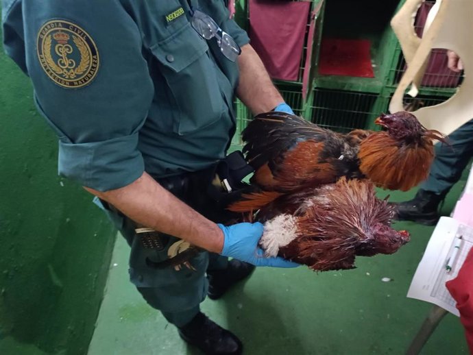 Gallos intervenidos en un reñidero de Chiclana