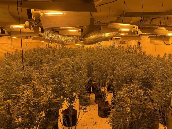 Una de las plantaciones que cultivaba la red.