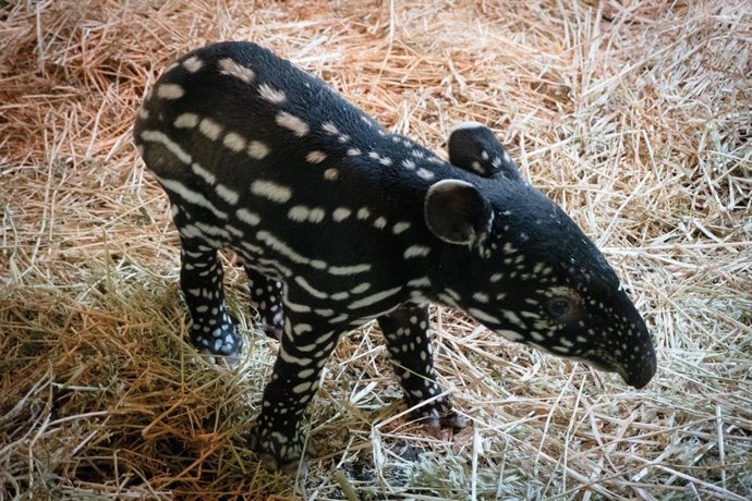 Cría tapir malayo Bioparc Fuengirola