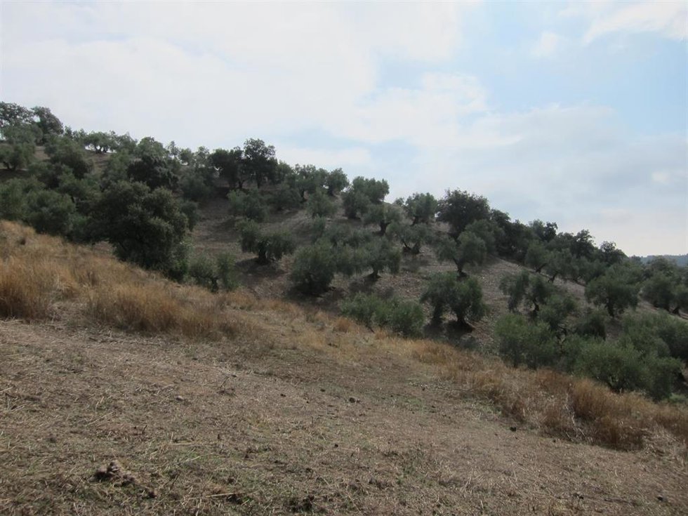 Archivo - Olivar de sierra situado en el término municipal de Montoro (Córdoba)