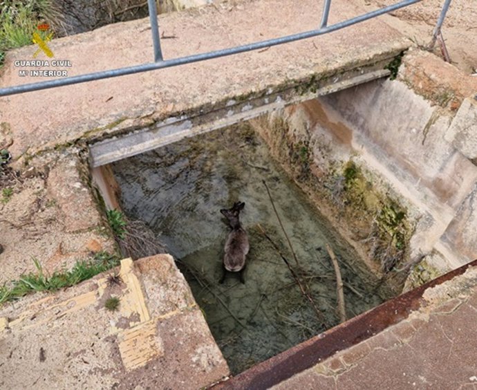Corzo rescatado por la Guardia Civil en las Lagunas de Ruidera.