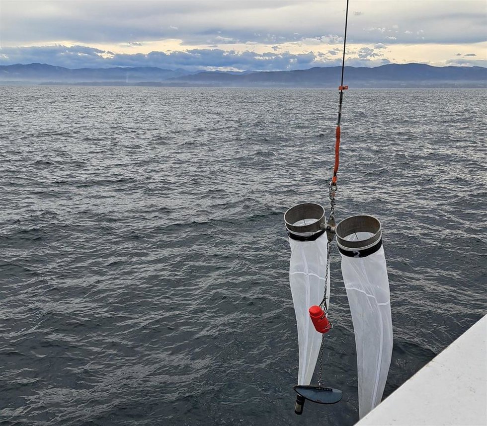 El Ministerio de Pesca y el IEO evalúan la población de caballa y jurel en el Cantábrico y el golfo de Vizcaya