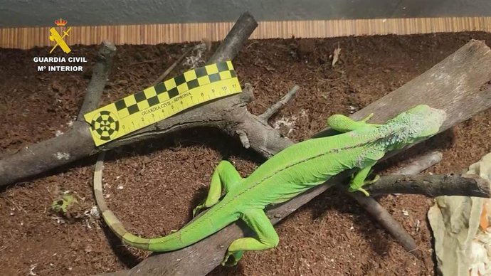 Cinco Detenidos Por Tenencia Y Tráfico Ilegal De Ejemplares De Fauna Protegida En Gran Canaria Y Tenerife