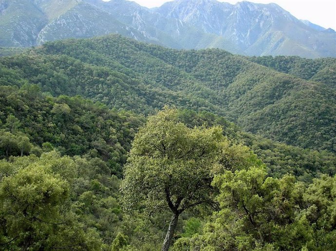Archivo - Sierra de las Nieves (Málaga)