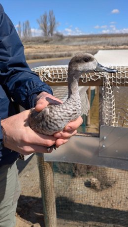 Ejemplar de cerceda pardilla liberado en la laguna de Pétrola.