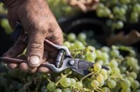 Sector del vino de Jerez (Cádiz) pide "cabeza fría" para negociar y no "escalar" el problema de los aranceles de EEUU