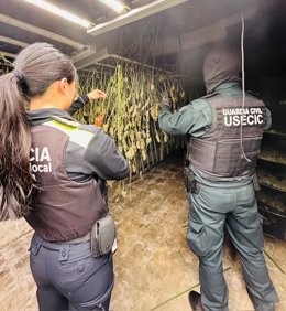 Registro de la nave en Hostalric (Girona) en la que encontraron más de 80 kg de cogollos de marihuana.