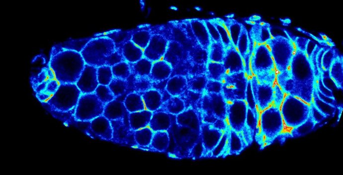 Imagen de una célula desde un microscopio.