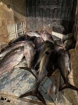 Piezas de atún rojo incautados en el puerto de Tarifa (Cádiz)