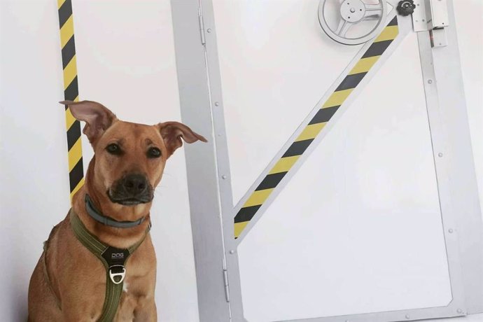 Cronologic, el escape room de Barcelona dogfriendly, finalista de los premios TravelGuau