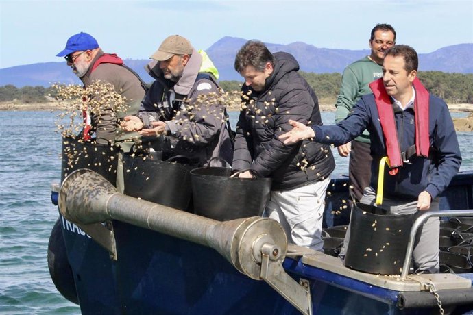 El conselleiro do Mar, Alfonso Villares, participa en la siembra de ameja babosa en Cambados.