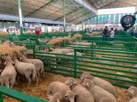 La Feria de Primavera de Zafra recupera la presencia de ganado vacuno tras 20 años