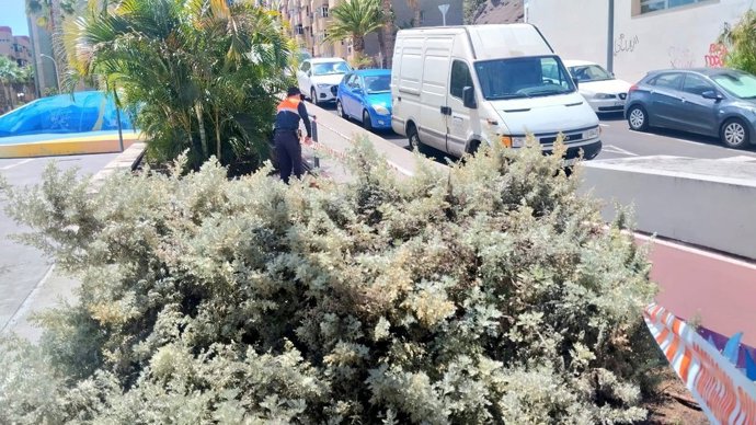 Árbol caído en Santa Cruz de Tenerife por el paso de la borrasca 'Nuria'