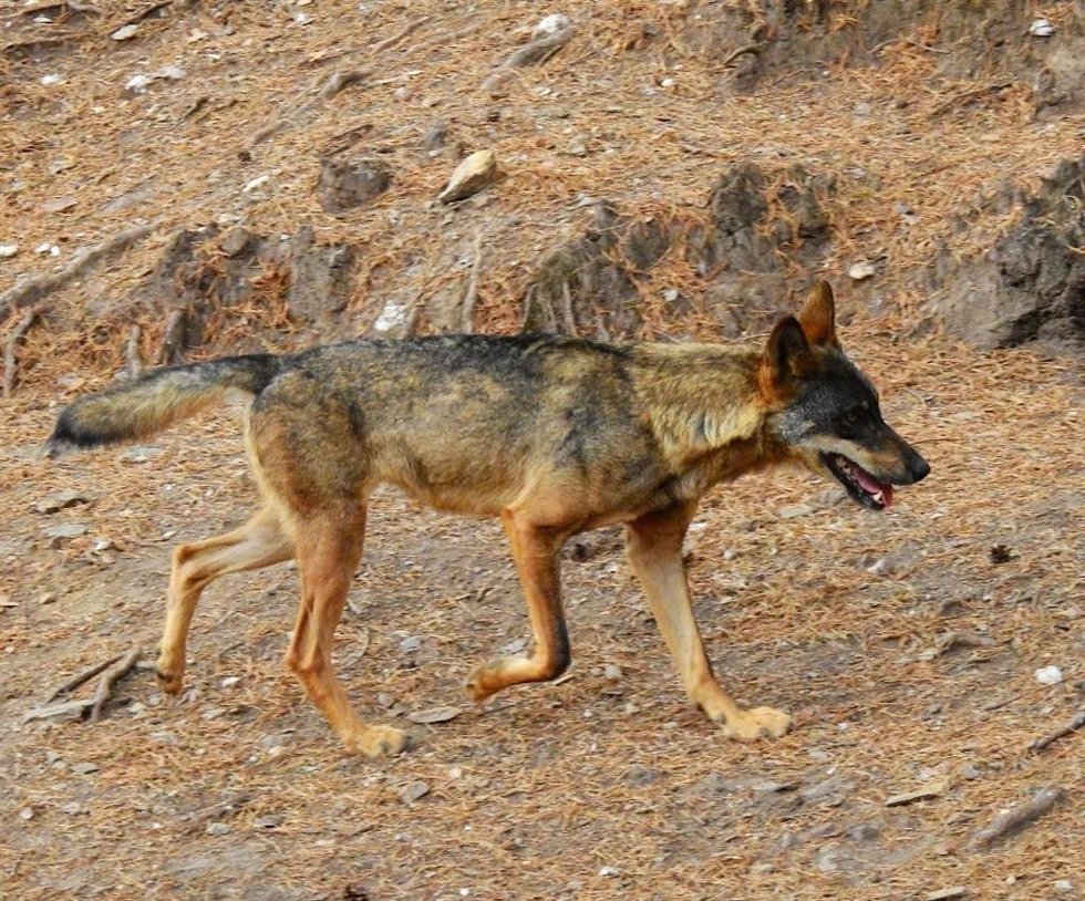 Archivo - Lobos ibéricos 
