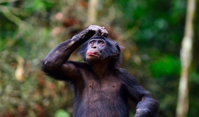 Tupac, um jovem bonobo macho coçando a cabeça.