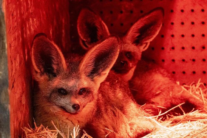 Dos llamativos zorros orejudos