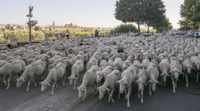 Archivo - Unas 1.500 ovejas merinas cruzan Córdoba en su trashumancia desde Sierra Morena a la Campiña.