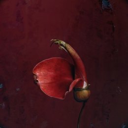 Exposición 'Botánica Amoris'