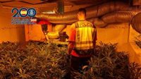Tres detenidos tras desmantelar un punto de venta de drogas en Elda con 500 plantas de marihuana