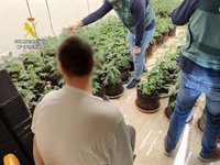 Detenido un joven acusado de cultivar 350 plantas de marihuana en un chalet de Calp (Alicante)