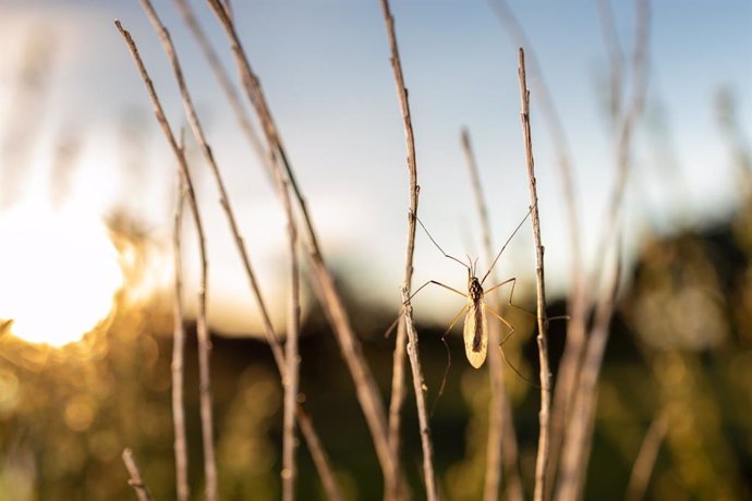 Los municipios andaluces con riesgo bajo de Fiebre del Nilo tendrán un Plan de Control de Mosquitos