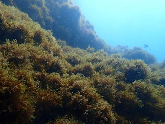 Alga invasora en el fondo marino.