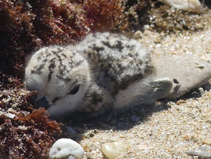 Un ejemplar de chorlitejo patinegro en la playa de la Base Naval de Rota.