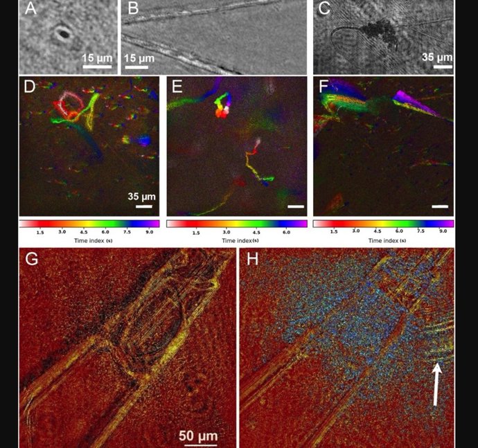 Biofirmas en las aguas termales de Salton Sea