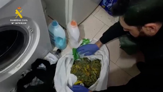 Plantas de marihuana intervenidas en una vivienda de La Chica Carlota.