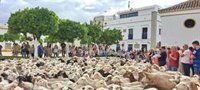 Un rebaño de 1.400 ovejas parte este sábado de Tablada hasta el Río Pudio con escala en Tomares