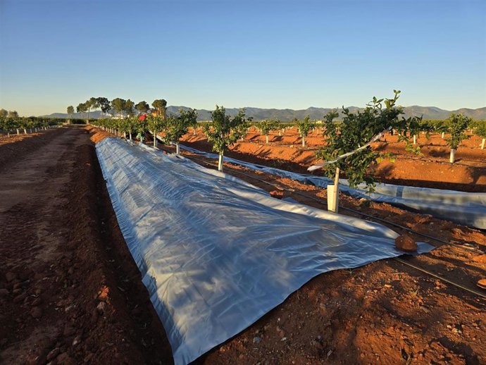 El IVIA inicia un estudio de campo para evaluar el efecto de plásticos reflectantes en el control del trips en cítricos en la Comunitat Valenciana