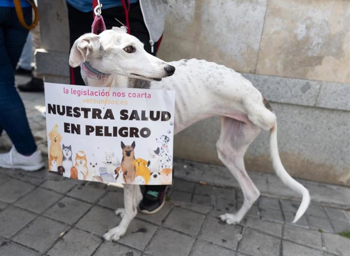 Archivo - Un perro durante una manifestación contra la legislación sobre medicamentos veterinarios, que impide dispensarlos para tratar a animales a su cargo