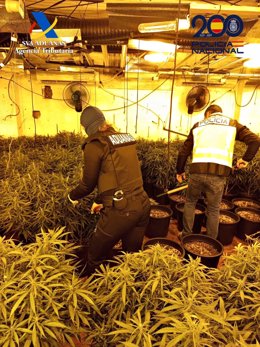 Imagen de una intervención policial en un cultivo de marihuana 