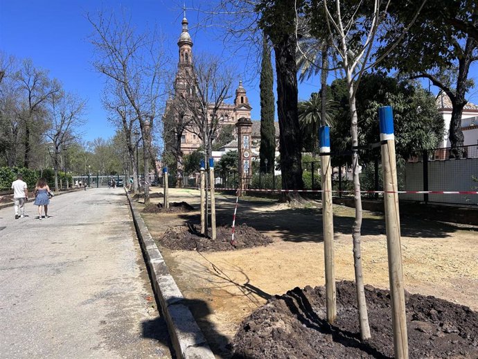 Plantación de árboles junto a la Plaza de España.