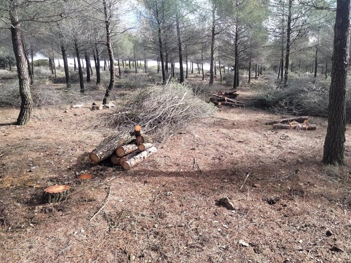 Reforestación del Campo de Montiel.