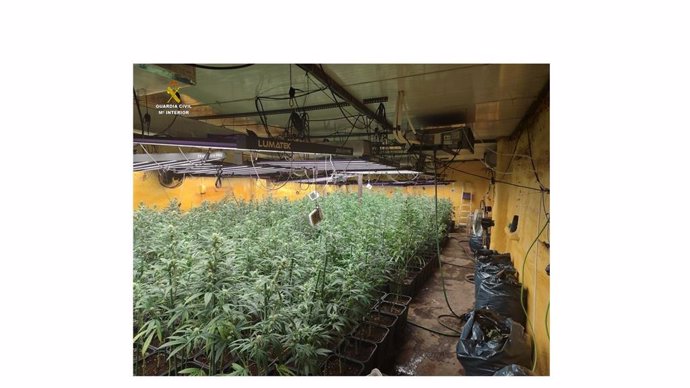 Plantas de marihuana aprehendidas.