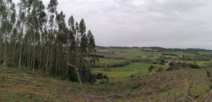 Archivo - Monte en Manzaneda, Gozón.