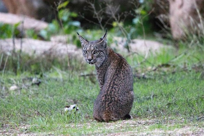 Archivo - Lince ibérico.